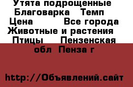 Утята подрощенные “Благоварка“,“Темп“ › Цена ­ 100 - Все города Животные и растения » Птицы   . Пензенская обл.,Пенза г.